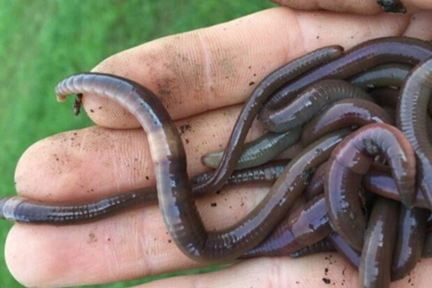 Vermont Compost--Invasive Jumping Worms — Vermont Compost Company