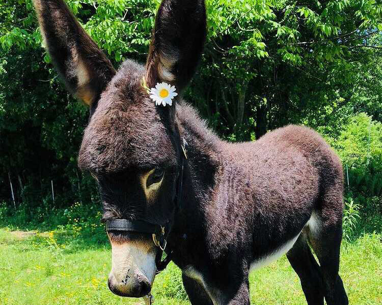 Invest in Your Soil — Vermont Compost Company